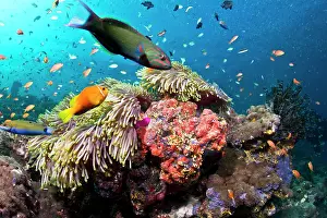 Wrasses: Lyretail Wrasse - with Tomato Anemonefish / Clownfish