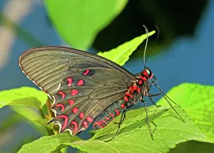Parides: Lysander Cattleheart Butterfly