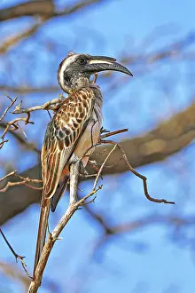 Hornbill: M