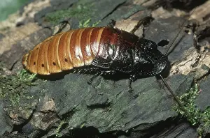 Hissing: Maagascar Hissing Cockroach