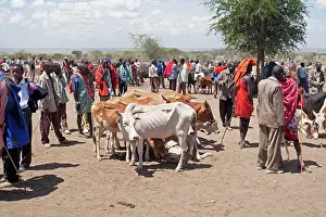 Selling: Maasai Cattle Market
