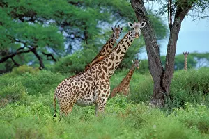 Tippelski: Maasai Giraffe