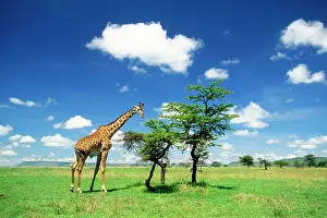 Tippelski: Maasai Giraffe