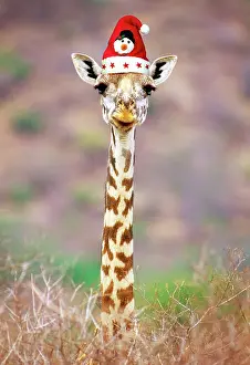 Tippelski: Maasai Giraffe