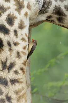 Buphagus: Maasai Giraffe