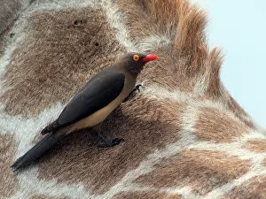 Buphagus: Maasai Giraffe