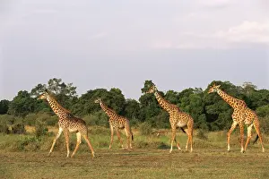 Team: Maasai Giraffe