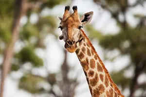 Khwai: Maasai Giraffe