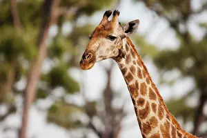 Khwai: Maasai Giraffe