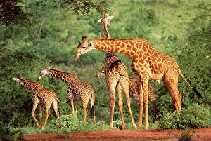 Subspecies: Maasai Giraffe