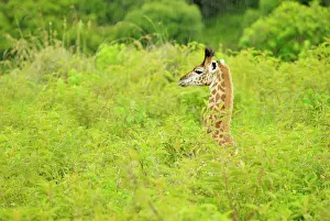 Tippelskirchi: Maasai Giraffe