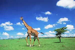 Giraffe: MAASAI GIRAFFE