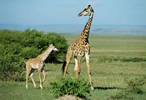 Camelopardis: Maasai GIRAFFE- with baby