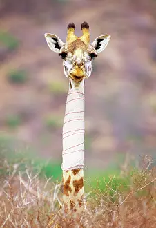 Bandages: Maasai Giraffe - with bandage on neck