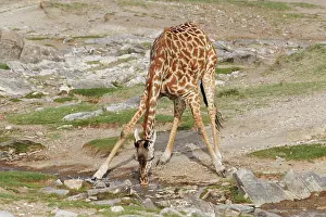 Bending: Maasai Giraffe bent over drinking from stream