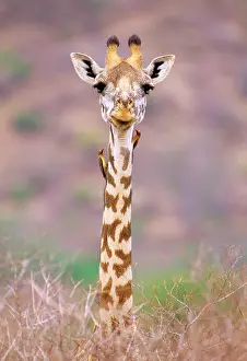 Tippelski: Maasai Giraffe - with birds on neck