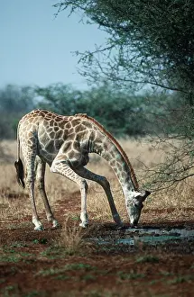 Zimbabwe: MAASAI GIRAFFE - Drinking