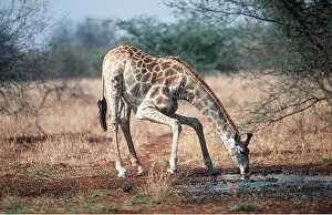 Zimbabwe: MAASAI GIRAFFE - Drinking