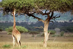 Neck: MAASAI GIRAFFE - eating from Acacia tree