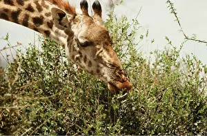 Giraffes: MAASAI GIRAFFE - Female collecting twigs and leaves