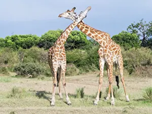 Combat: Maasai Giraffe (Giraffa Camelopardalis Tippelskirchi)
