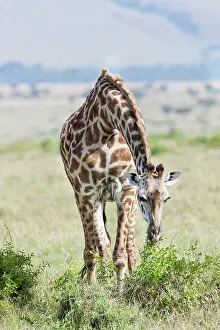 Tippelski: Maasai Giraffe (Giraffa Camelopardalis Tippelskirchi)