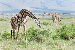 Tippelski: Maasai Giraffe (Giraffa Camelopardalis Tippelskirchi)