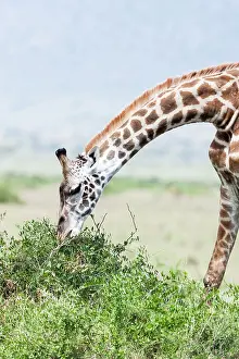 Tippelski: Maasai Giraffe (Giraffa Camelopardalis Tippelskirchi)