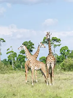 Tippelski: Maasai Giraffe (Giraffa Camelopardalis Tippelskirchi)