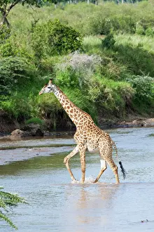 Tippelski: Maasai Giraffe (Giraffa Camelopardalis Tippelskirchi)