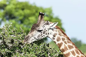 Tippelski: Maasai Giraffe (Giraffa Camelopardalis Tippelskirchi)