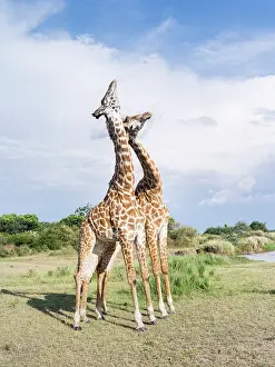 Combat: Maasai Giraffe (Giraffa Camelopardalis Tippelskirchi)
