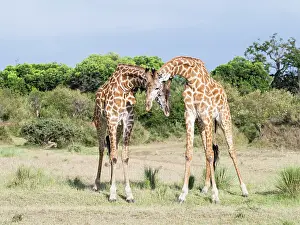 Combat: Maasai Giraffe (Giraffa Camelopardalis Tippelskirchi)