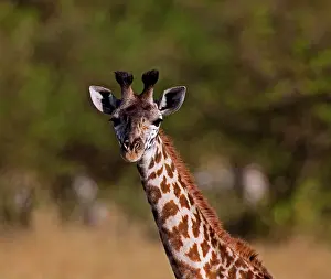 Restuccia: Maasai Giraffe (Giraffe Tippelskirchi) as