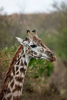 Restuccia: Maasai Giraffe (Giraffe Tippelskirchi) as