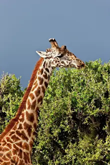 Restuccia: Maasai Giraffe (Giraffe Tippelskirchi) as