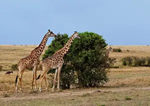 Restuccia: Maasai Giraffe (Giraffe Tippelskirchi) as