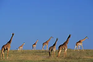 Tippelski: Maasai giraffe - herd