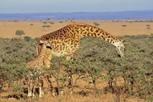 Browsing: Maasai Giraffe - mother browsing while calf looks on