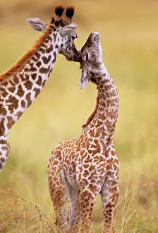 Tippelski: Maasai Giraffe - mother sucking youngIs ear