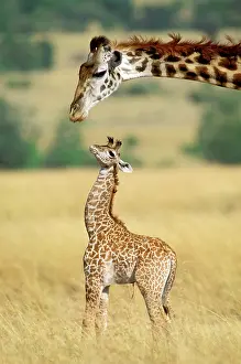 Umbilical: Maasai Giraffe - mother and one week old young