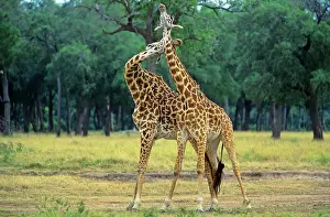 Tippelski: Maasai Giraffe - pair play fighting