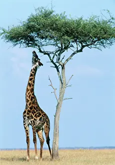 Camelopardis: Maasai GIRAFFE - reaches up to feed from tree