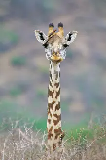 Oxpeckers: Maasai Giraffe - with Red-billed oxpecker (Buphagus