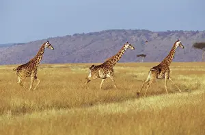 Tippelski: Maasai Giraffe - three running