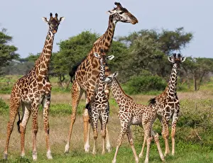 Tippelskirchi: Maasai giraffe, Serengeti National Park