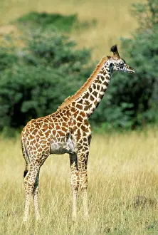 Sleeping: Maasai Giraffe - sleeping
