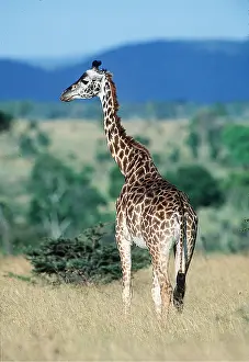 Giraffes: MAASAI GIRAFFE - standing