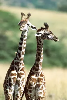 Neck: MAASAI GIRAFFE - two standing
