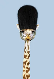 250919: Maasai Giraffe wearing a bearskin guards hat